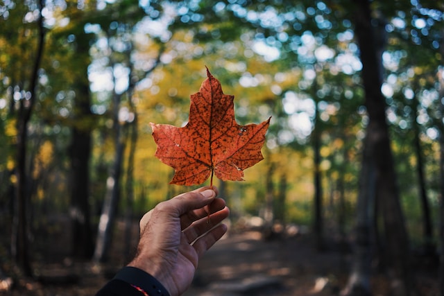 Image of a hand holding a leaf in a forest.